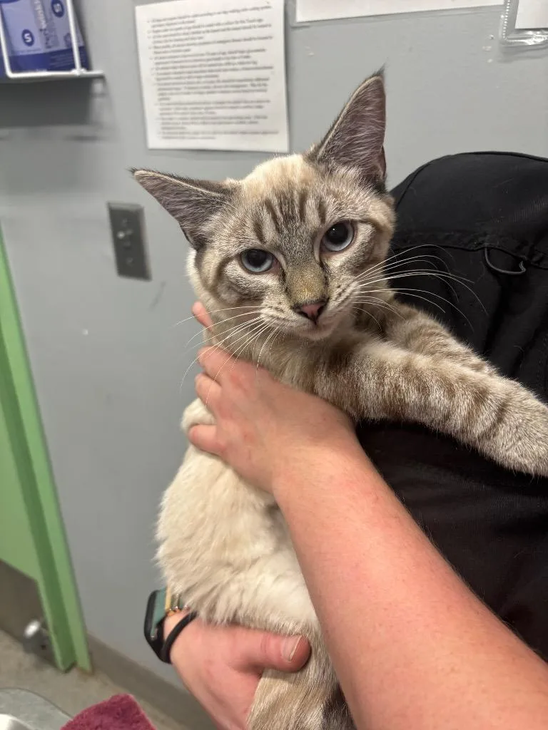 A baby medium-sized female Domestic Short Hair cat named Thing for adoption in Bloomington, IN