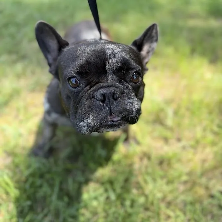 An adult medium-sized female Black French Bulldog dog named Suki for adoption in North Charleston, SC
