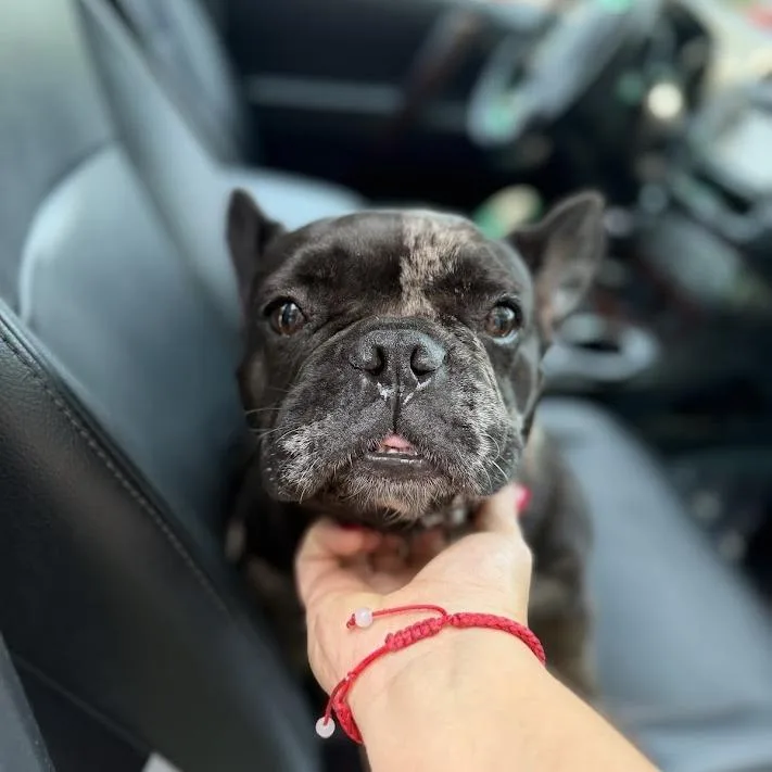 Suki thumbnail 4