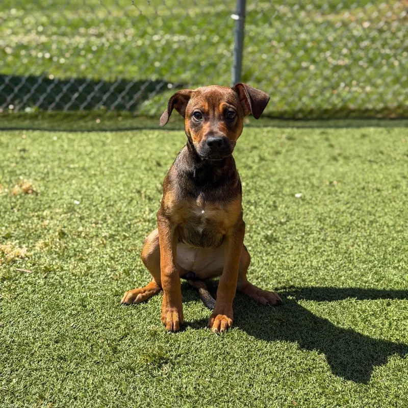 A baby medium-sized female Yellow / Tan / Blond / Fawn Hound dog named Mabel for adoption in Gainesville, GA