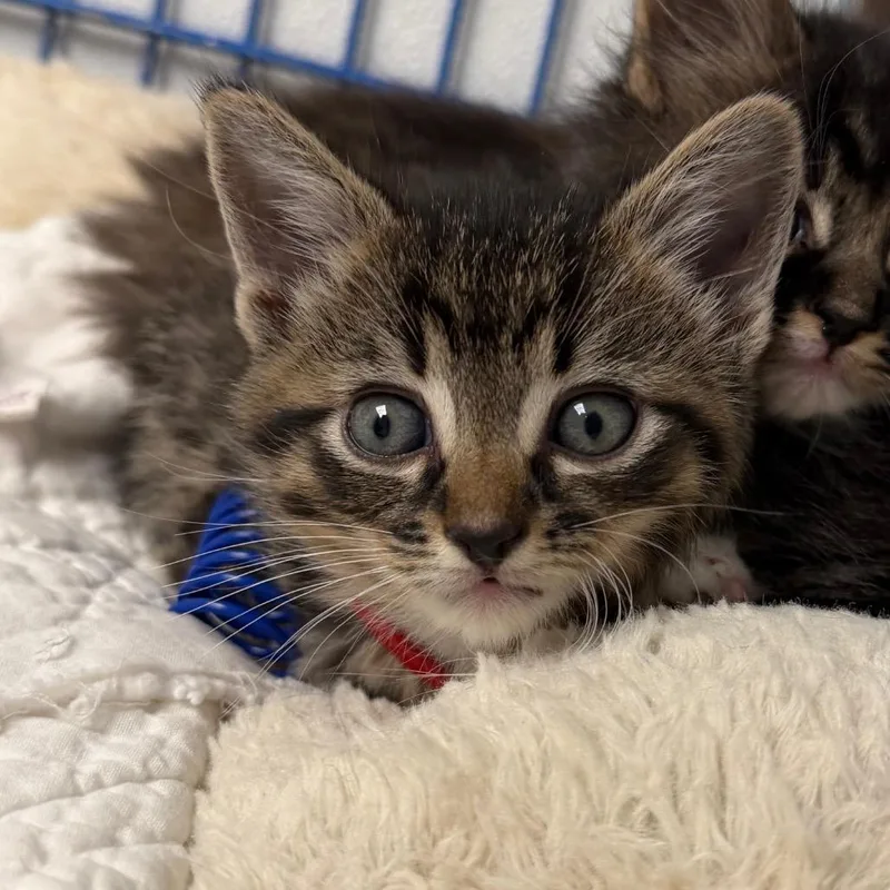 A baby small-sized male Black Domestic Short Hair cat named Bush for adoption in Blairsville, GA