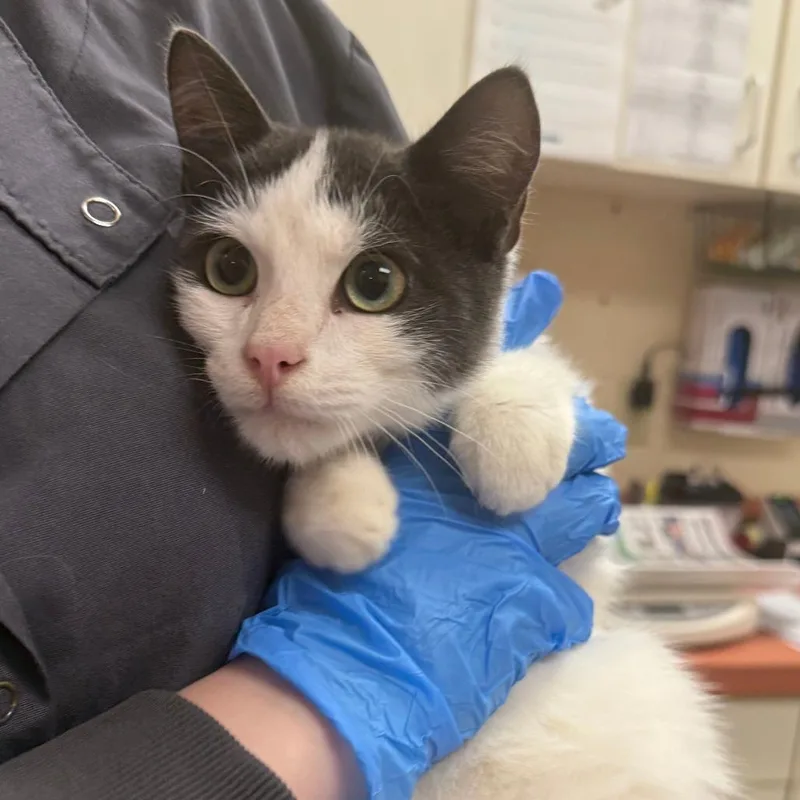 A baby small-sized male Gray / Blue / Silver Domestic Short Hair cat named Phoebe for adoption in Springfield, MA