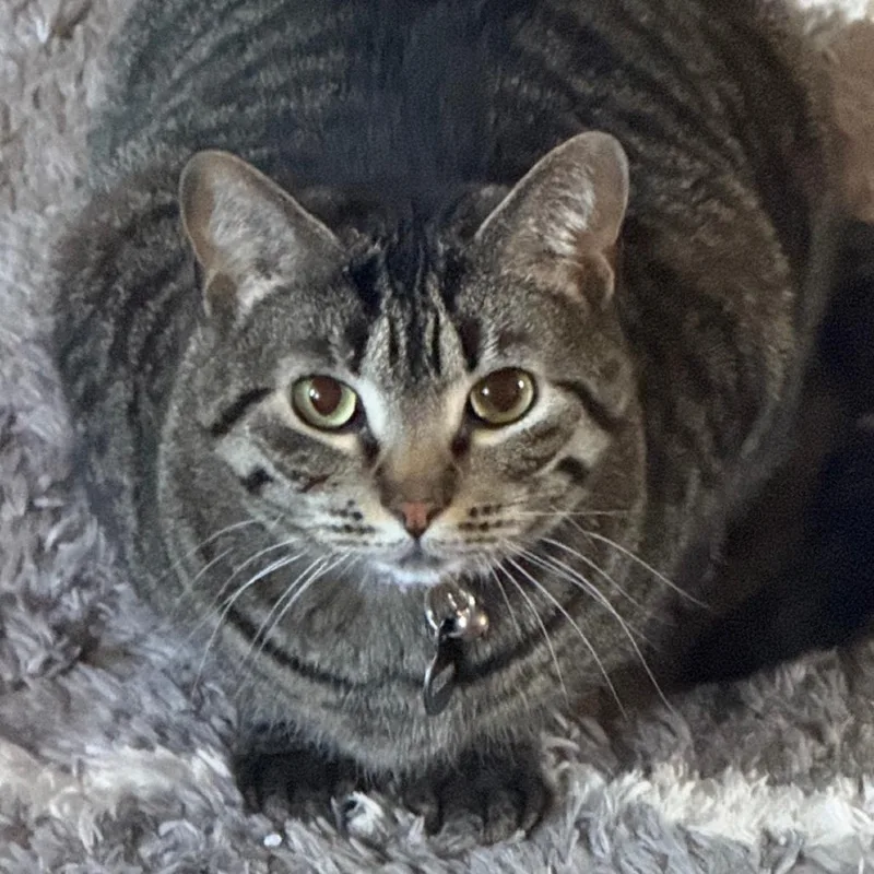 An adult small-sized female Gray / Blue / Silver Domestic Short Hair cat named Floppa for adoption in Huntsville, AL