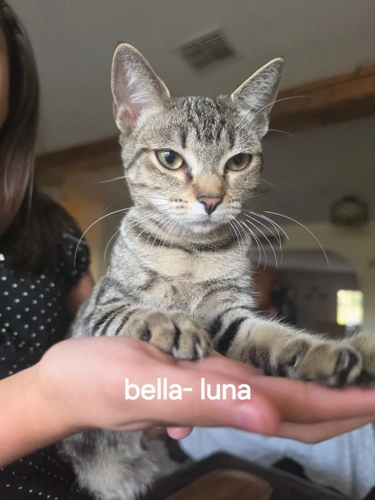A young medium-sized female Tabby cat named BellaLuna for adoption in San Antonio, TX