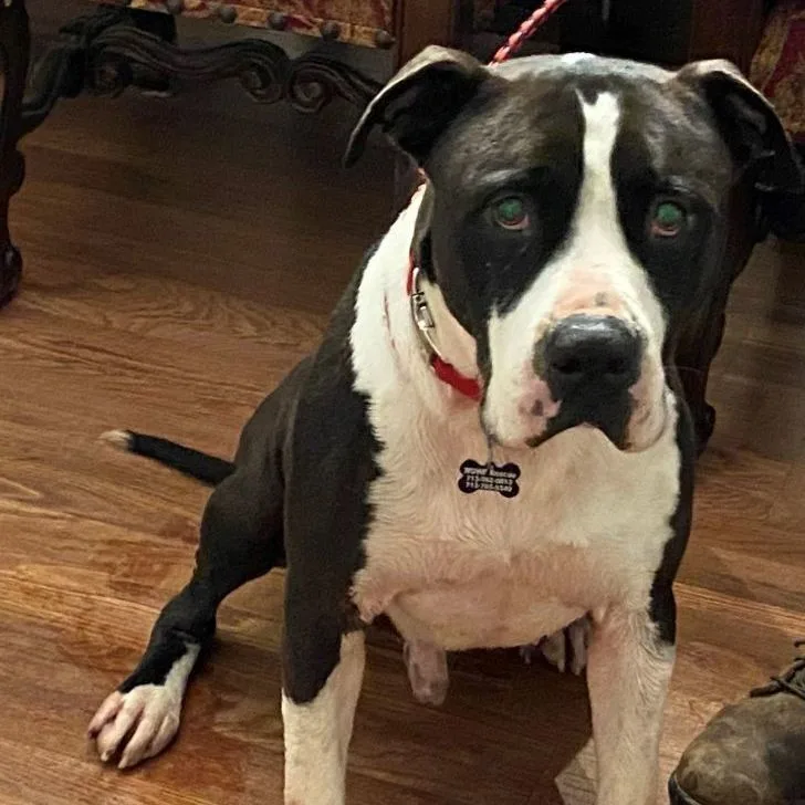 An adult large-sized male Black American Staffordshire Terrier dog named Fozzie for adoption in Houston, TX