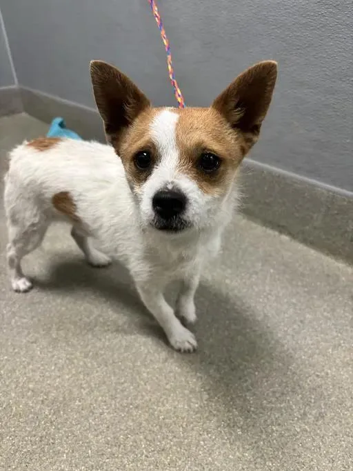A young small-sized male Terrier dog named Biscoff for adoption in Las Vegas, NV