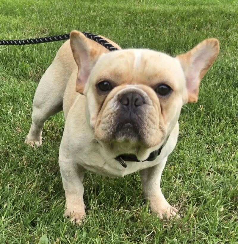 Hank