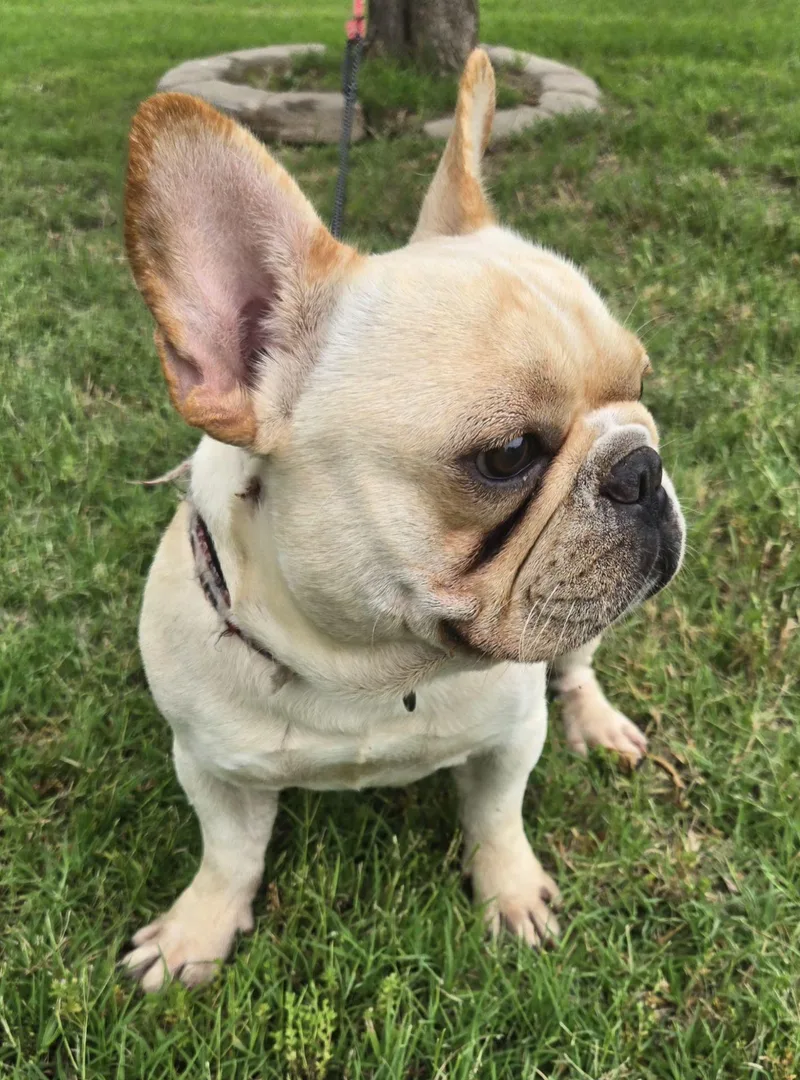 Hank thumbnail 3
