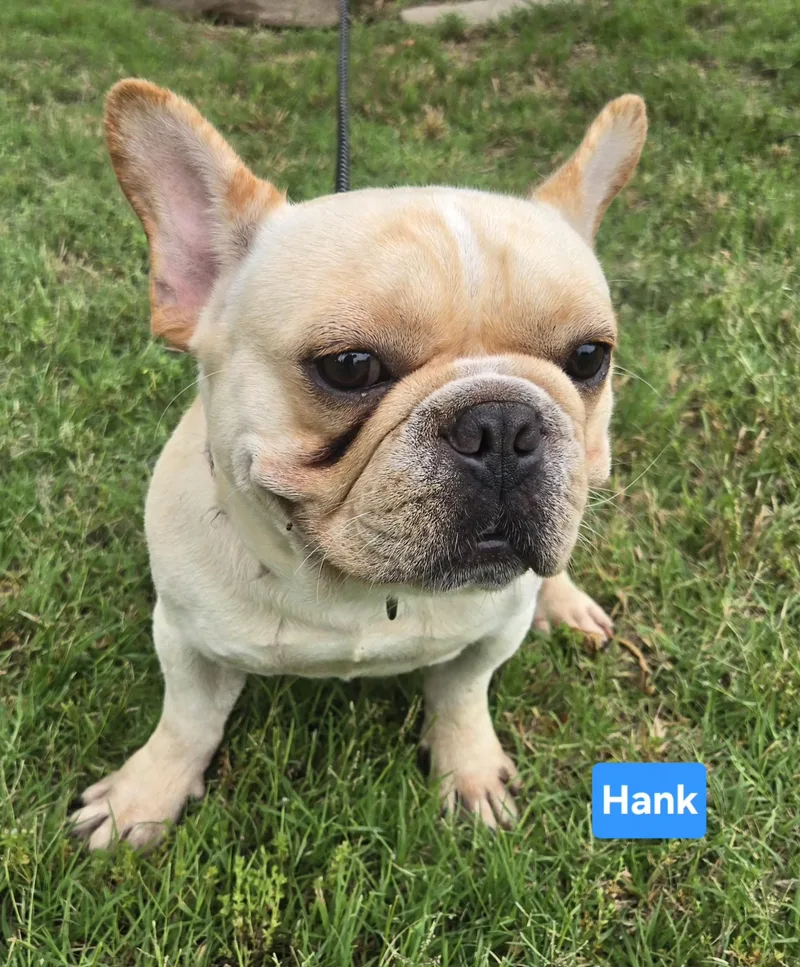 Hank thumbnail 5