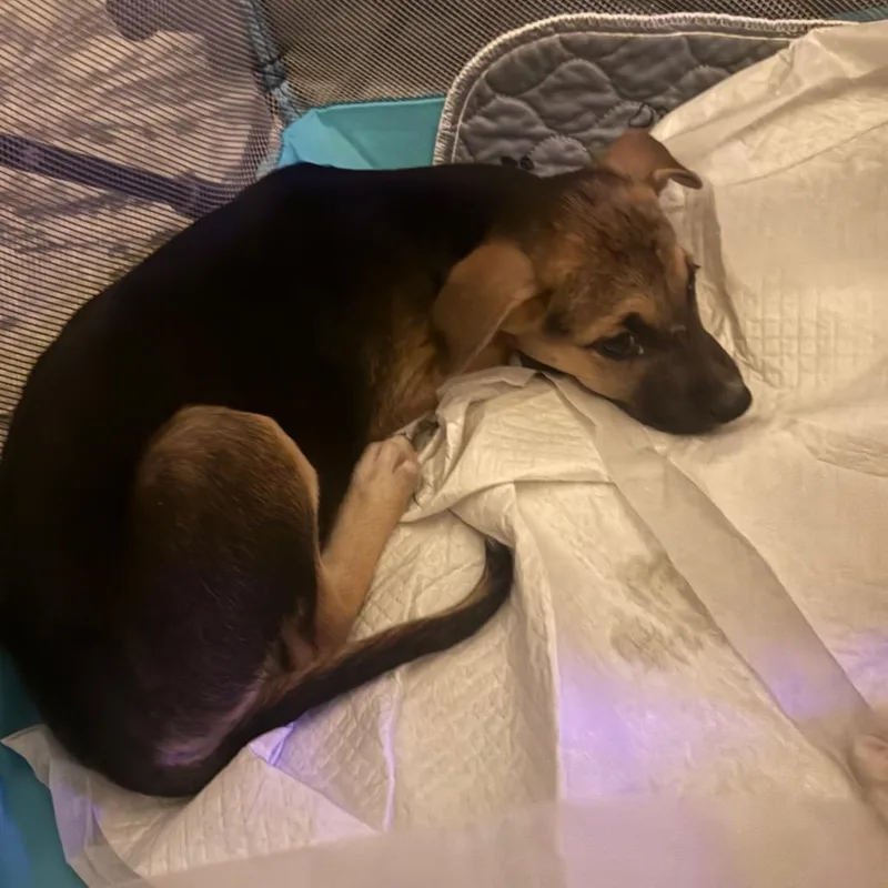 A baby medium-sized female Black Shepherd dog named Lena for adoption in Phoenix, AZ