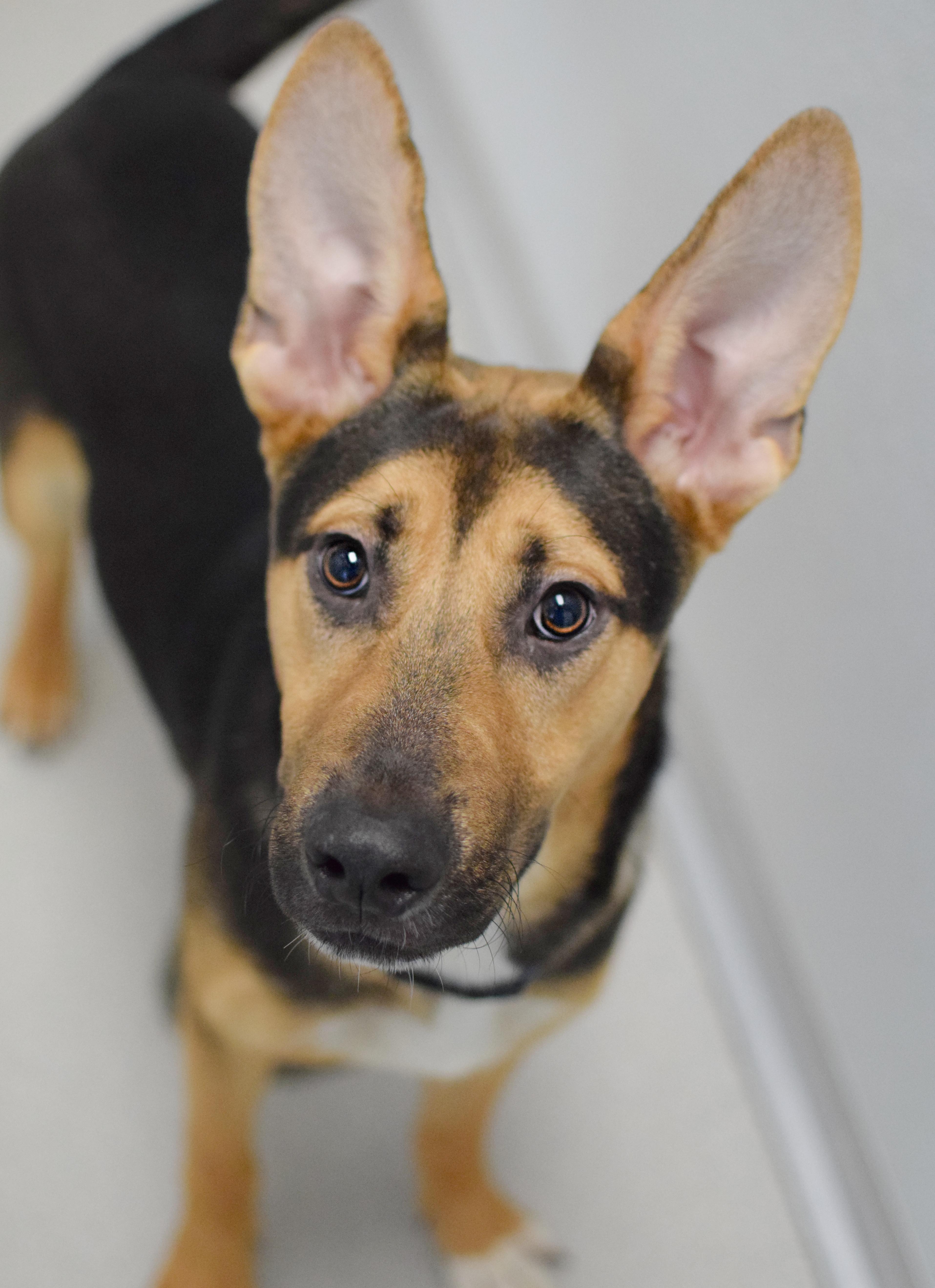 A young medium-sized male Black German Shepherd Dog dog named Linden for adoption in Pontiac, MI