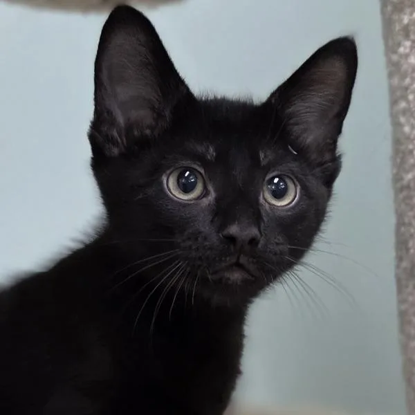 A baby small-sized male Black Domestic Short Hair cat named Monty for adoption in Pittsford, VT