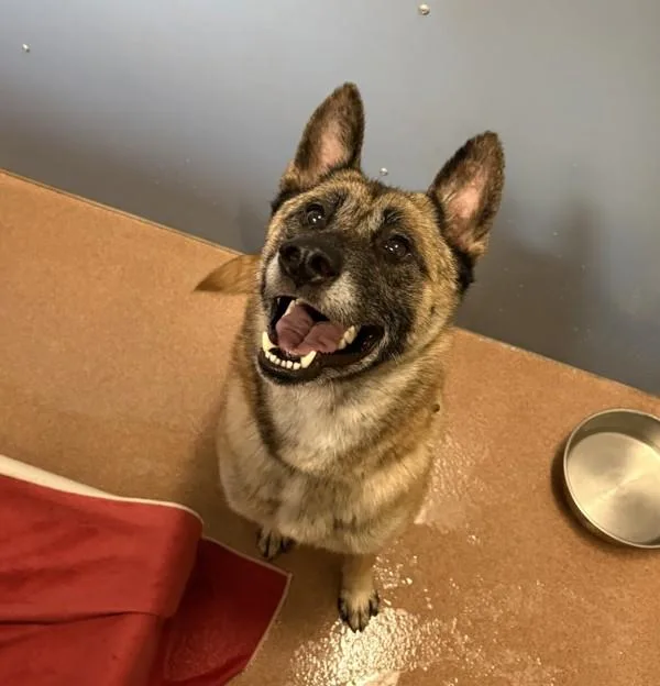 An adult large-sized female Shepherd dog named Flower for adoption in San Diego, CA