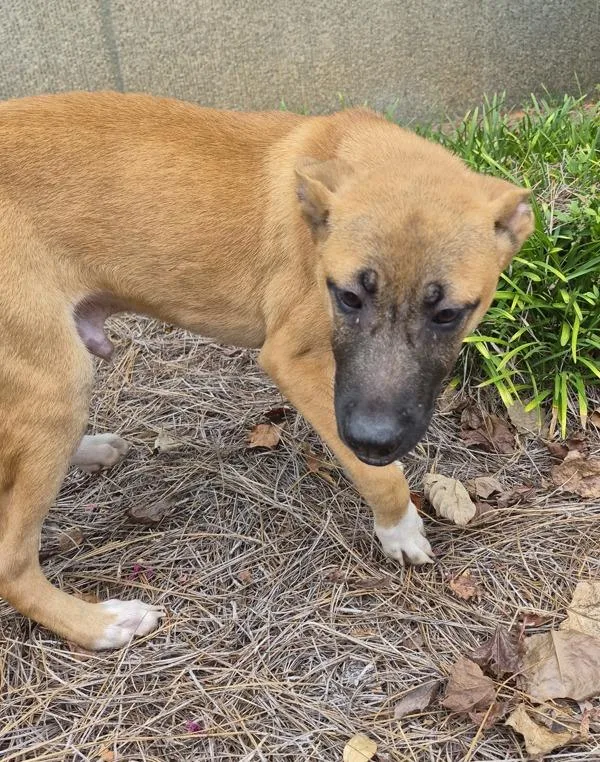 A baby small-sized male Labrador Retriever dog named Pen for adoption in Lawrenceville, GA