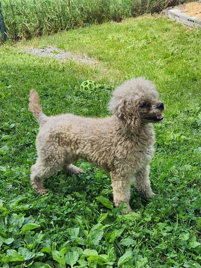 An adult small-sized male Cavapoo dog named Cookie for adoption in Trumansburg, NY