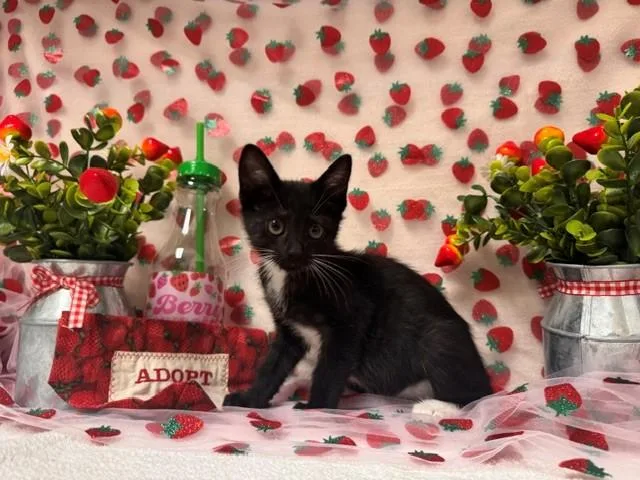 A baby small-sized male Domestic Short Hair cat named Messi for adoption in Fairfield, CA
