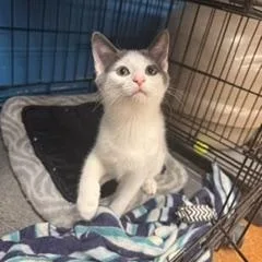 A young medium-sized male Gray & White Domestic Short Hair cat named Spottingham for adoption in Louisville, KY
