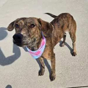 An adult medium-sized female Mountain Cur dog named Beauty for adoption in Bucyrus, OH