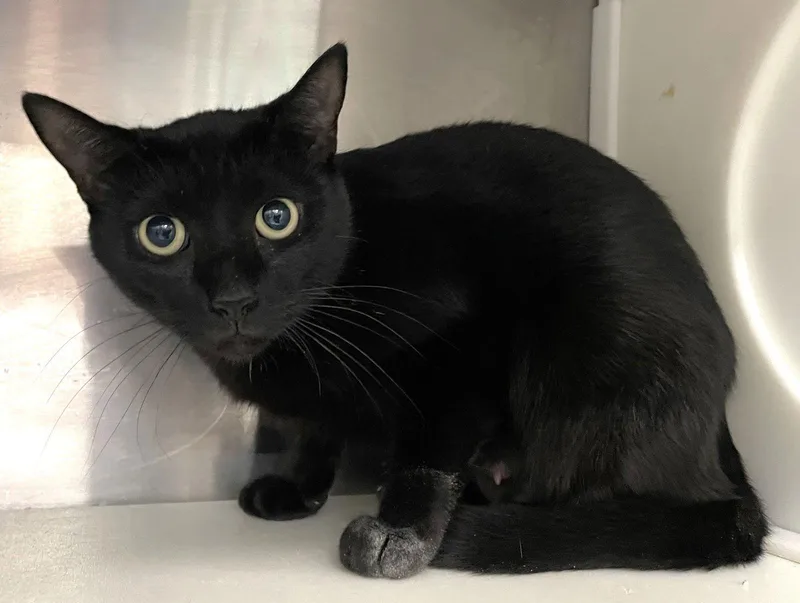 A young medium-sized female Domestic Short Hair cat named Annie for adoption in Carrollton, GA