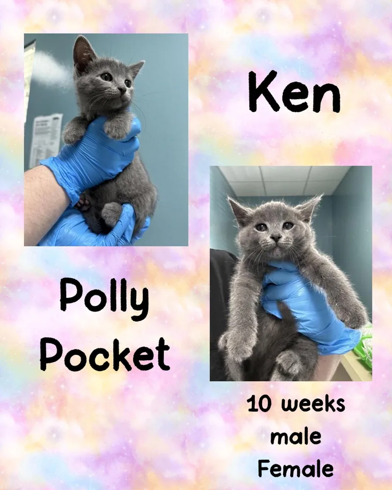 A young medium-sized male Gray / Blue / Silver Domestic Short Hair cat named Ken for adoption in Holbrook, NY