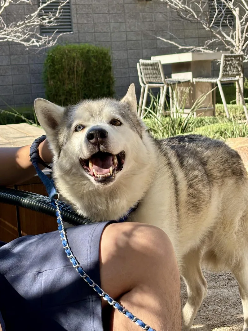 A senior medium-sized male Husky dog named Cy for adoption in santa monica, CA
