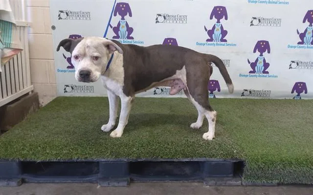 An adult medium-sized male Pit Bull Terrier dog named Thor for adoption in Orlando, FL