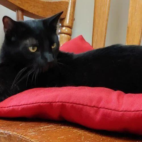 An adult small-sized female Black Domestic Short Hair cat named Cola C for adoption in Frankfort, KY