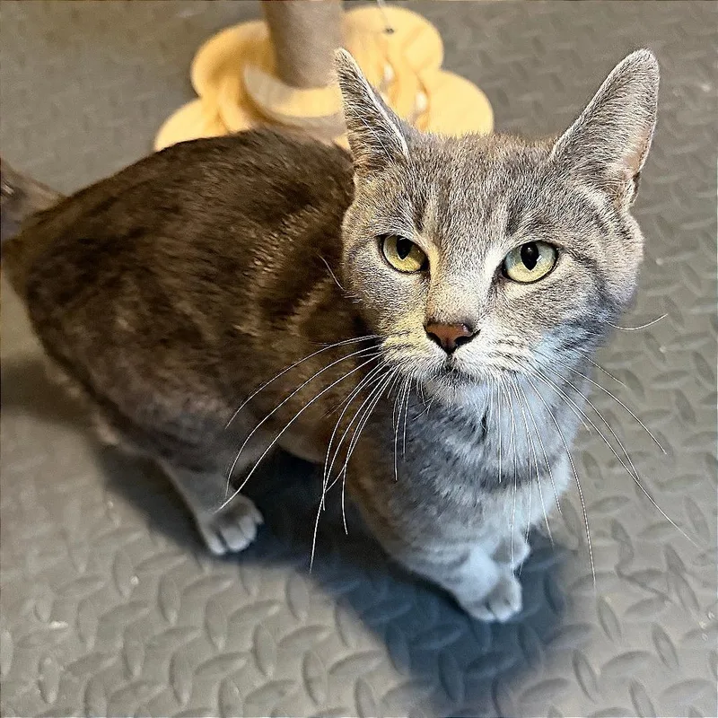 An adult small-sized female Gray / Blue / Silver Domestic Short Hair cat named Nadia for adoption in Wichita, KS