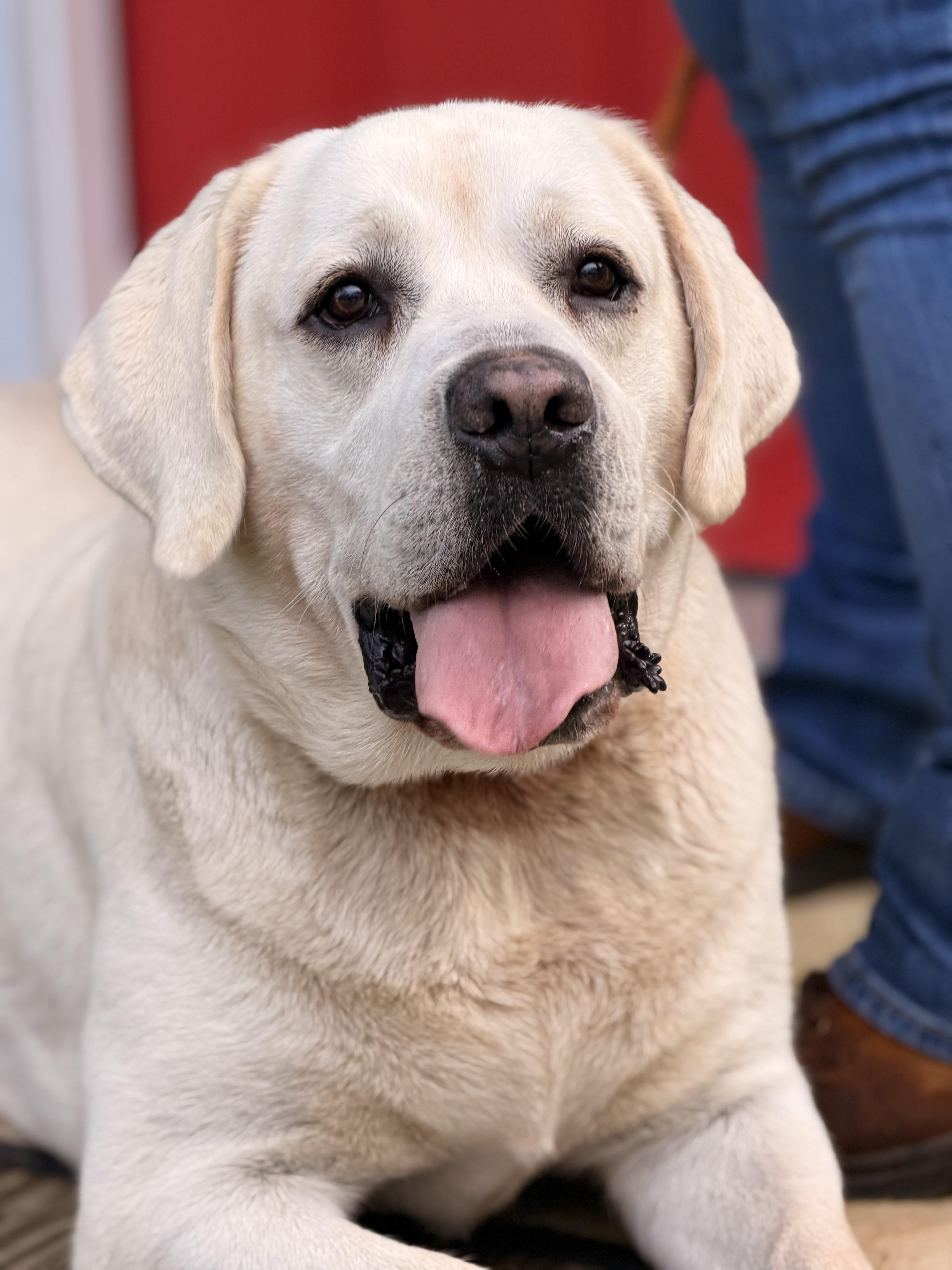 An adult extra large-sized female Yellow / Tan / Blond / Fawn Yellow Labrador Retriever dog named Daisy for adoption in Meherrin, VA