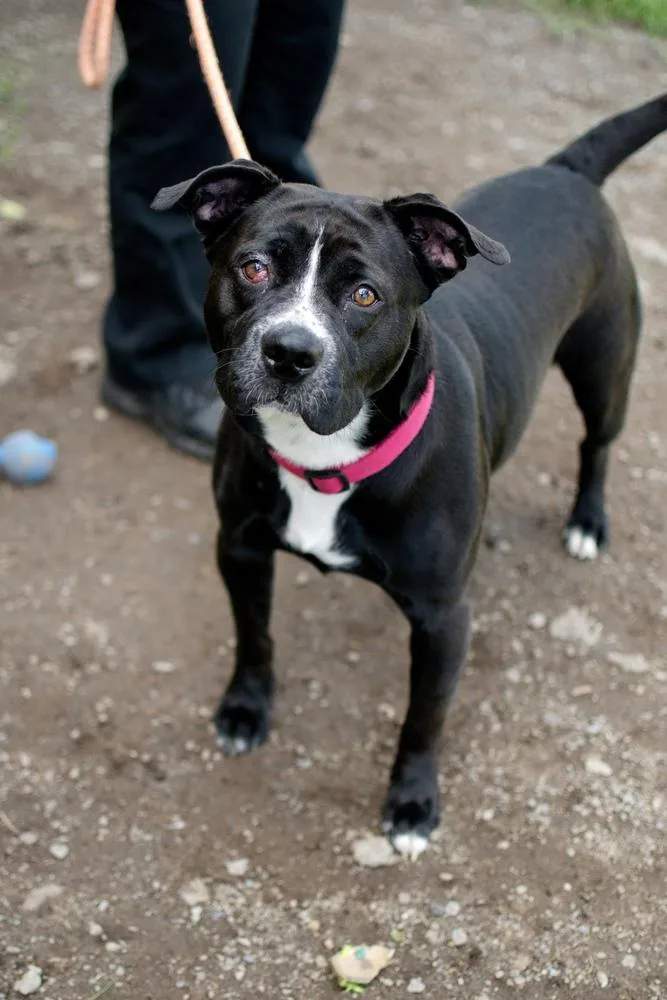 An adult large-sized female Tricolor (Brown, Black, & White) Labrador Retriever dog named Cherry for adoption in Frankfort, NY