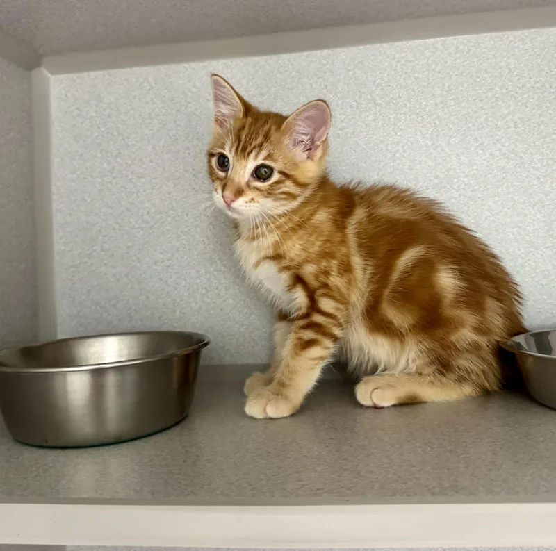 A baby medium-sized male Tabby cat named Banjo for adoption in Red Bluff, CA