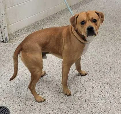 An adult large-sized male Yellow / Tan / Blond / Fawn Mixed Breed dog named Kellogg for adoption in Kansas City, MO
