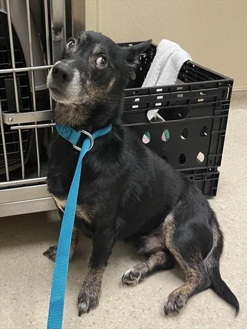 A senior medium-sized male Australian Cattle Dog / Blue Heeler dog named Jay Jay for adoption in Clyde, NC