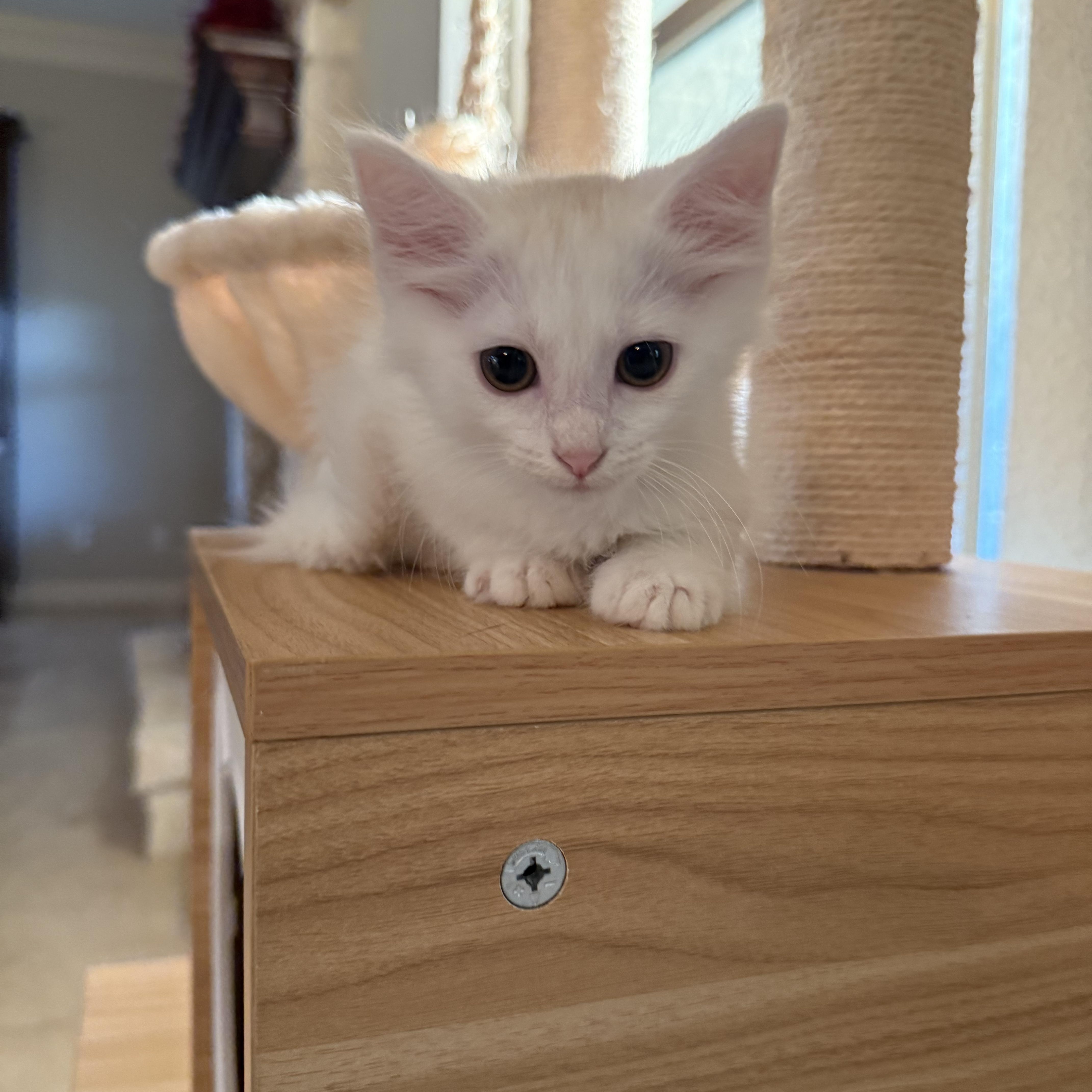 A baby medium-sized female White Domestic Medium Hair cat named Tanzia Ort for adoption in Missouri City, TX