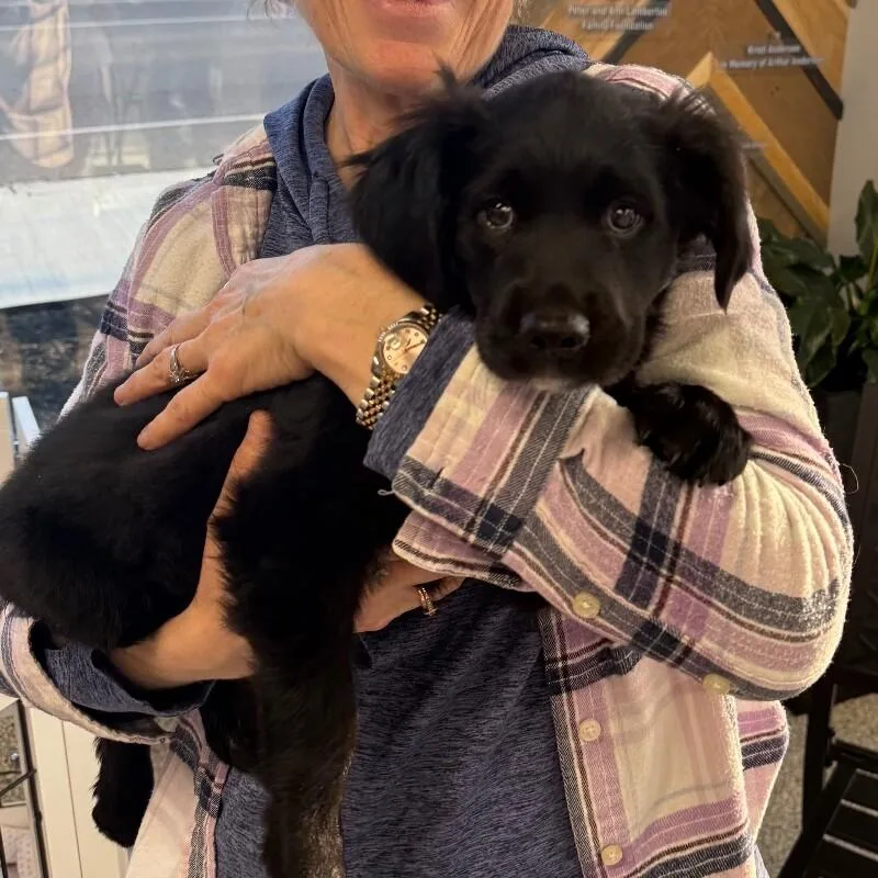 A baby medium-sized female Mixed Breed dog named Naan for adoption in Roanoke, VA