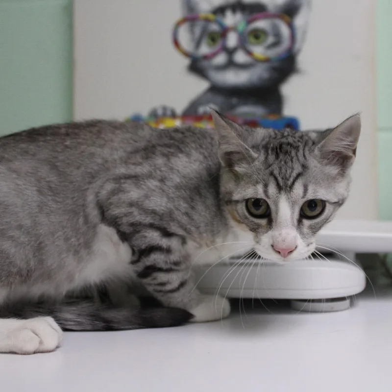 A baby small-sized male Gray / Blue / Silver Domestic Short Hair cat named Alaric for adoption in Valley, AL