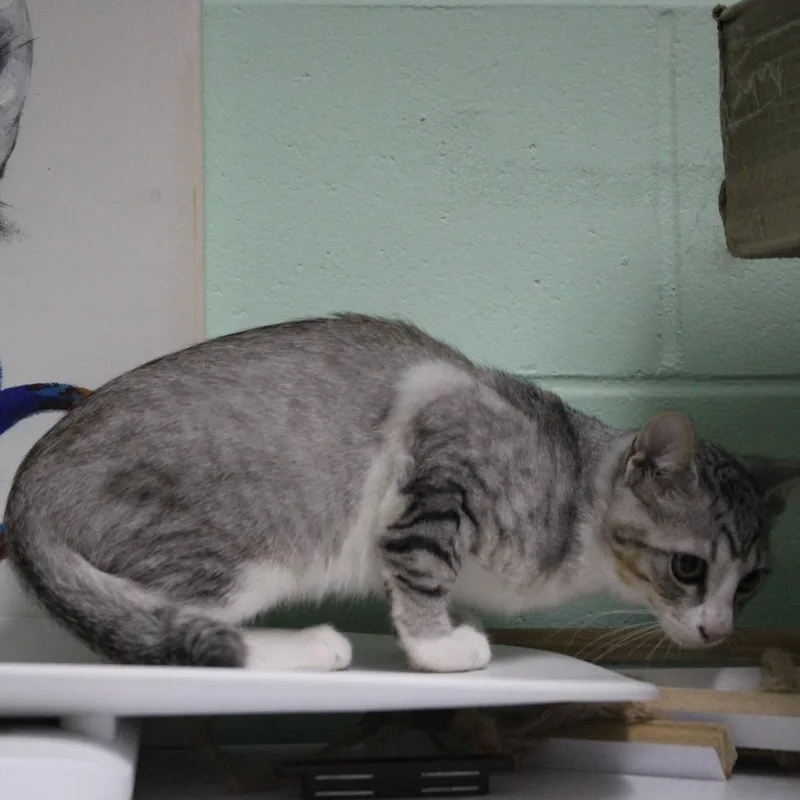Alaric thumbnail 5