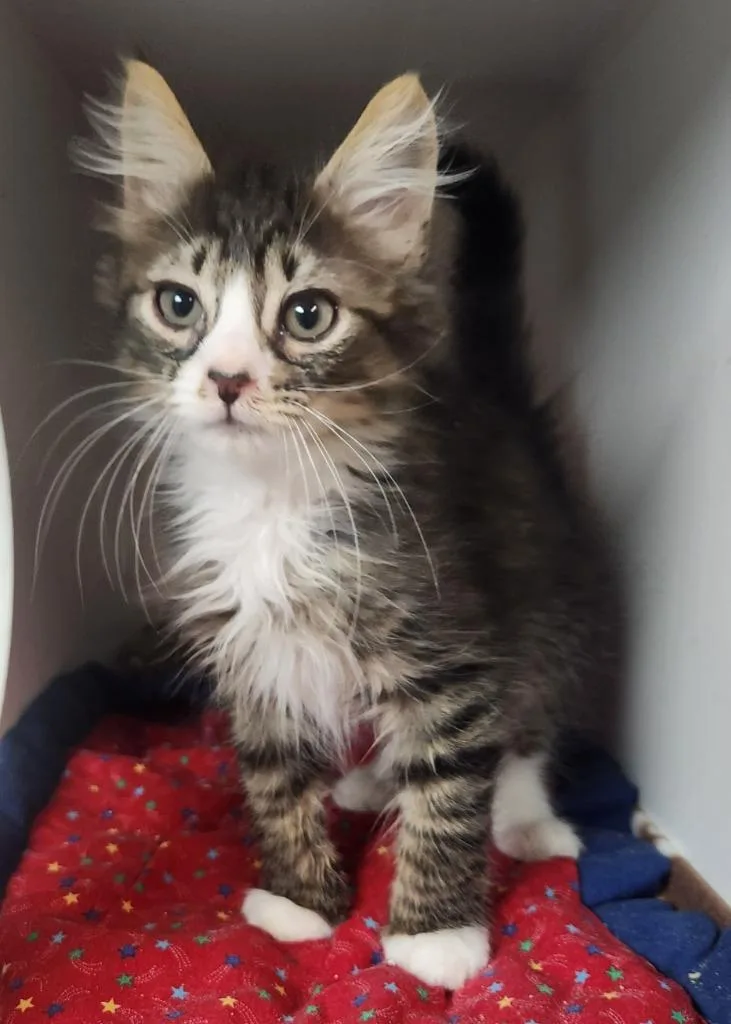 A baby small-sized male Domestic Medium Hair cat named Winston for adoption in Walnutport, PA