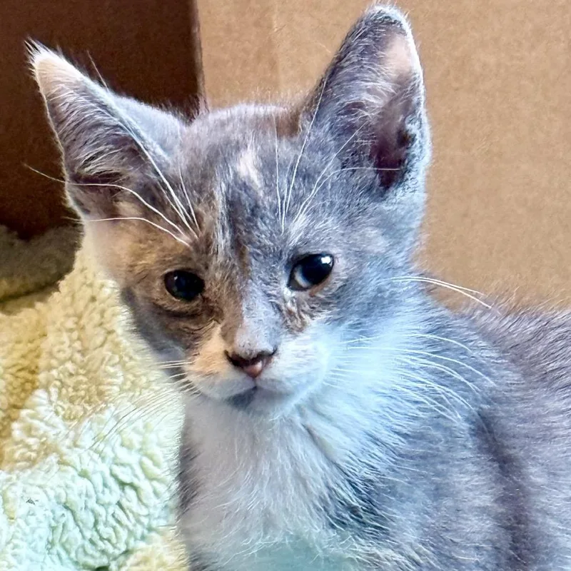 A baby small-sized female Calico Domestic Short Hair cat named Fern for adoption in Marion, IL