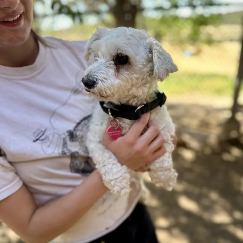 A senior small-sized female White / Cream Poodle dog named Ethel for adoption in Glenwood Springs, CO