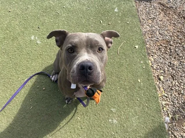 An adult large-sized female Pit Bull Terrier dog named Amethyst for adoption in Phoenix, AZ
