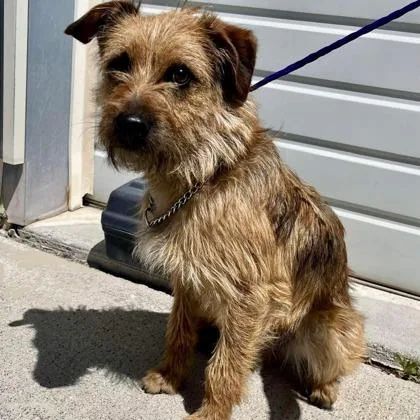 An adult small-sized male Yellow / Tan / Blond / Fawn Wirehaired Terrier dog named Piltover for adoption in Incline Village, NV