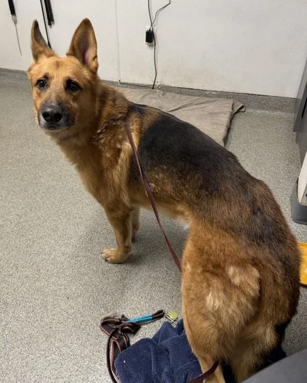 An adult large-sized male German Shepherd Dog dog named Woodstock for adoption in Escondido, CA