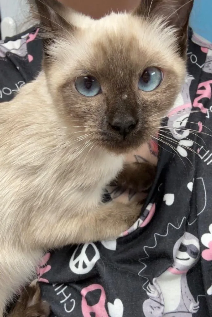 A baby small-sized female Siamese cat named Ellie for adoption in Waverly, NY