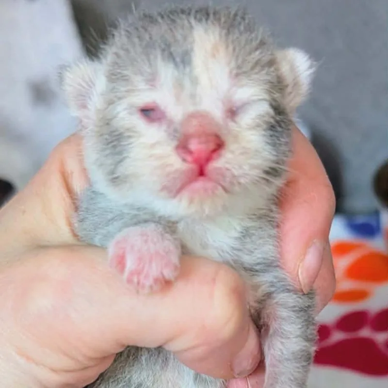 A baby small-sized female Gray / Blue / Silver Domestic Short Hair cat named Pecorino for adoption in Plainfield, IL
