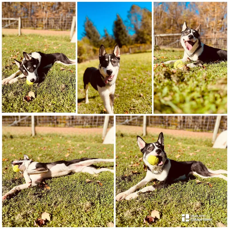 A young medium-sized male Tricolor (Brown, Black, & White) Husky dog named Briggs for adoption in Coudersport, PA
