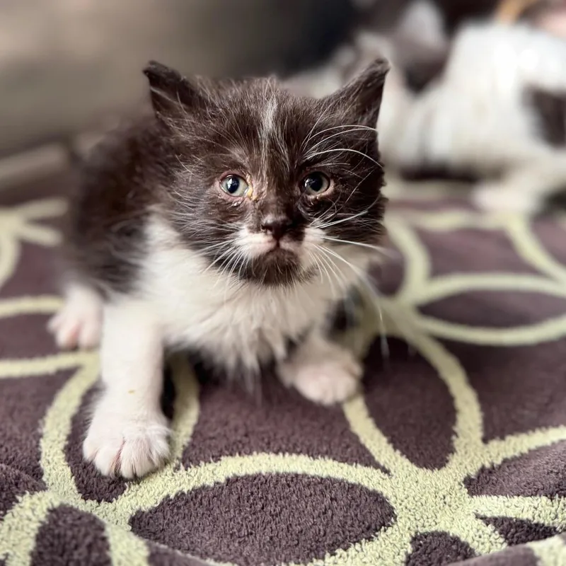 A baby small-sized female Black Domestic Short Hair cat named Misa for adoption in Auburn, AL