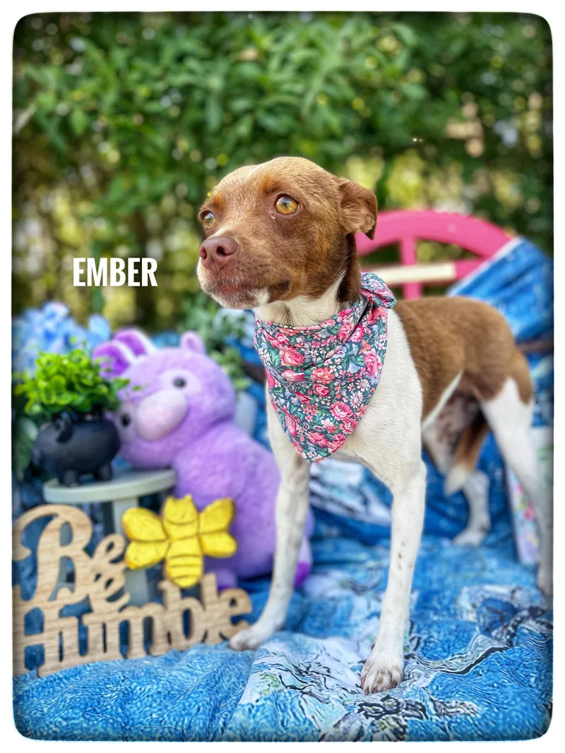 A young small-sized female Rat Terrier dog named Ember for adoption in Sebring, FL