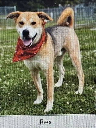 An adult large-sized male Mixed Breed dog named Rex for adoption in Cincinnati, OH