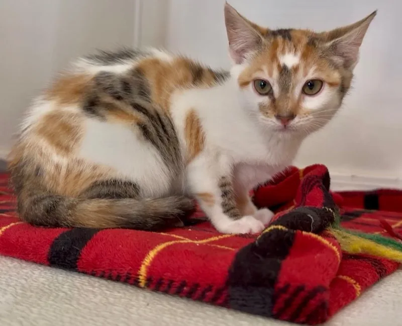 A baby small-sized female Domestic Short Hair cat named Bubbles for adoption in Cambria, CA